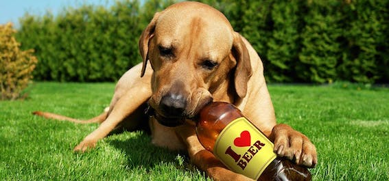 can-dogs-drink-beer_history-3027098788.jpg