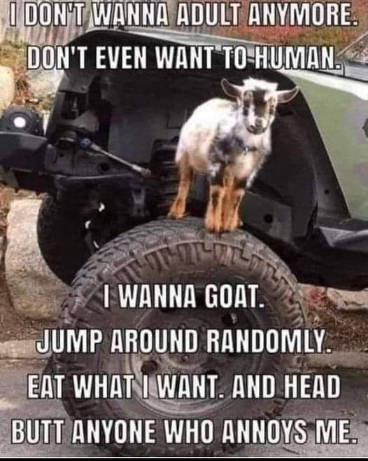 1738031606853.jpeg