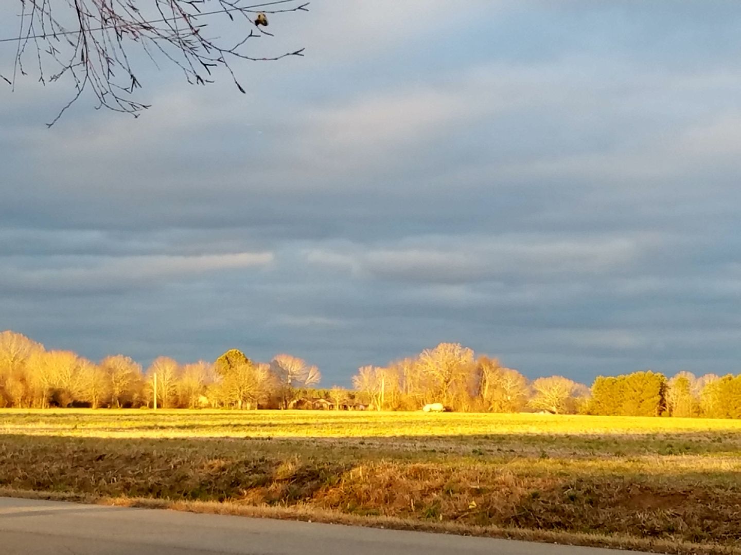 back light field sunset Monroe Nunley.jpg