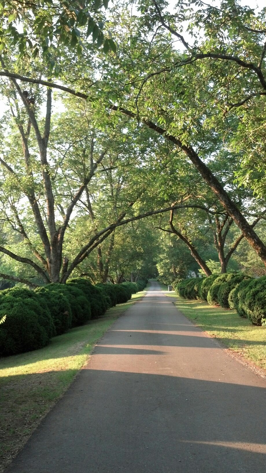 Kelly pecan trees.jpg