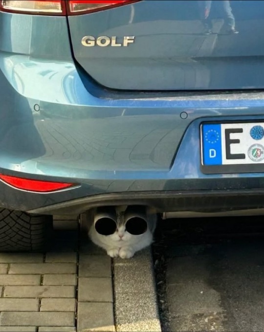 tailpipes.jpg