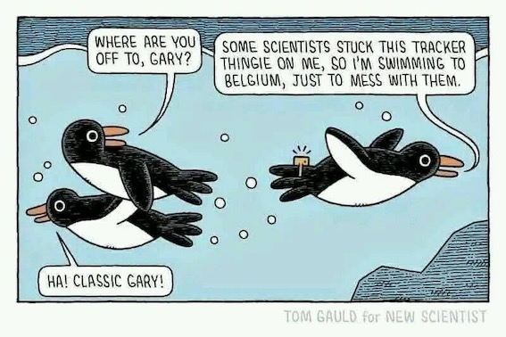 PengMessing.jpeg