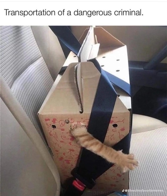 crinimal.jpg