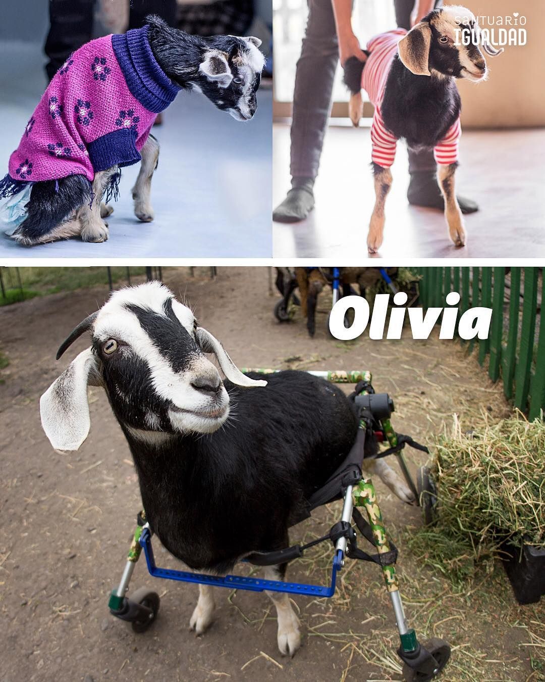 OliviaGoat.jpg