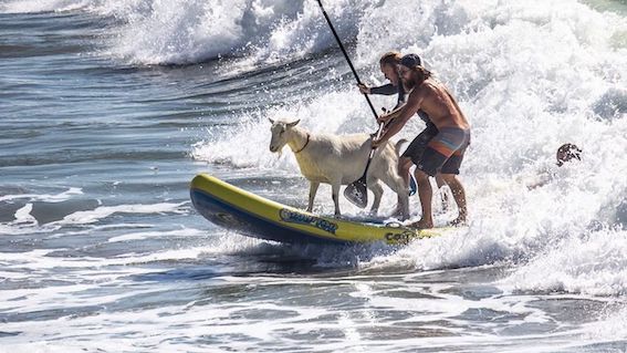 Surfing-Goats-at-Pismo-Beach.jpeg