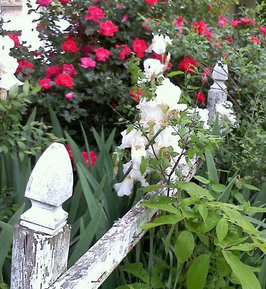 Well house flowers 4-24-11.jpg