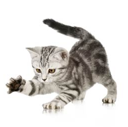 cat wllow.png