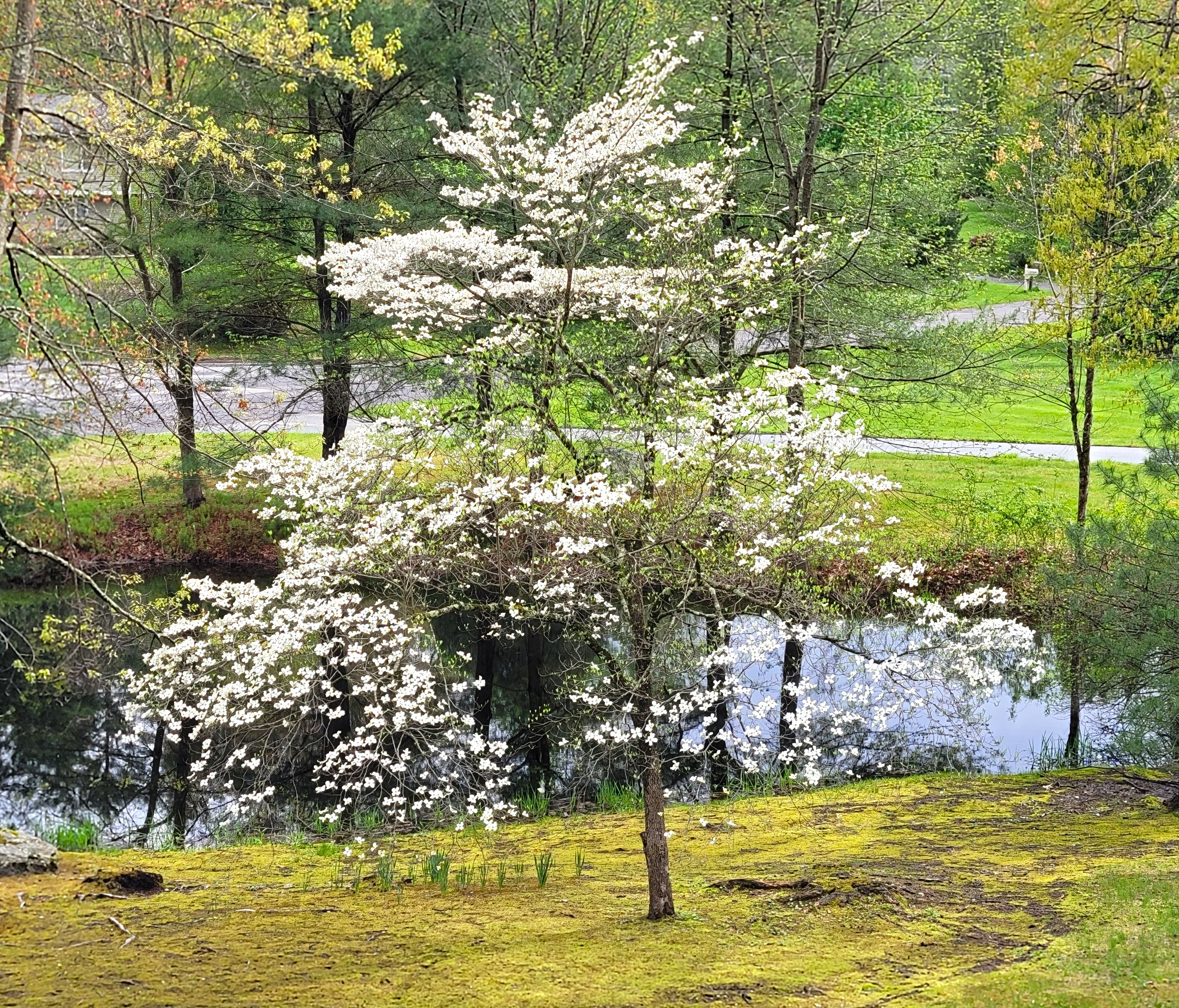 dogwood_2025.jpg