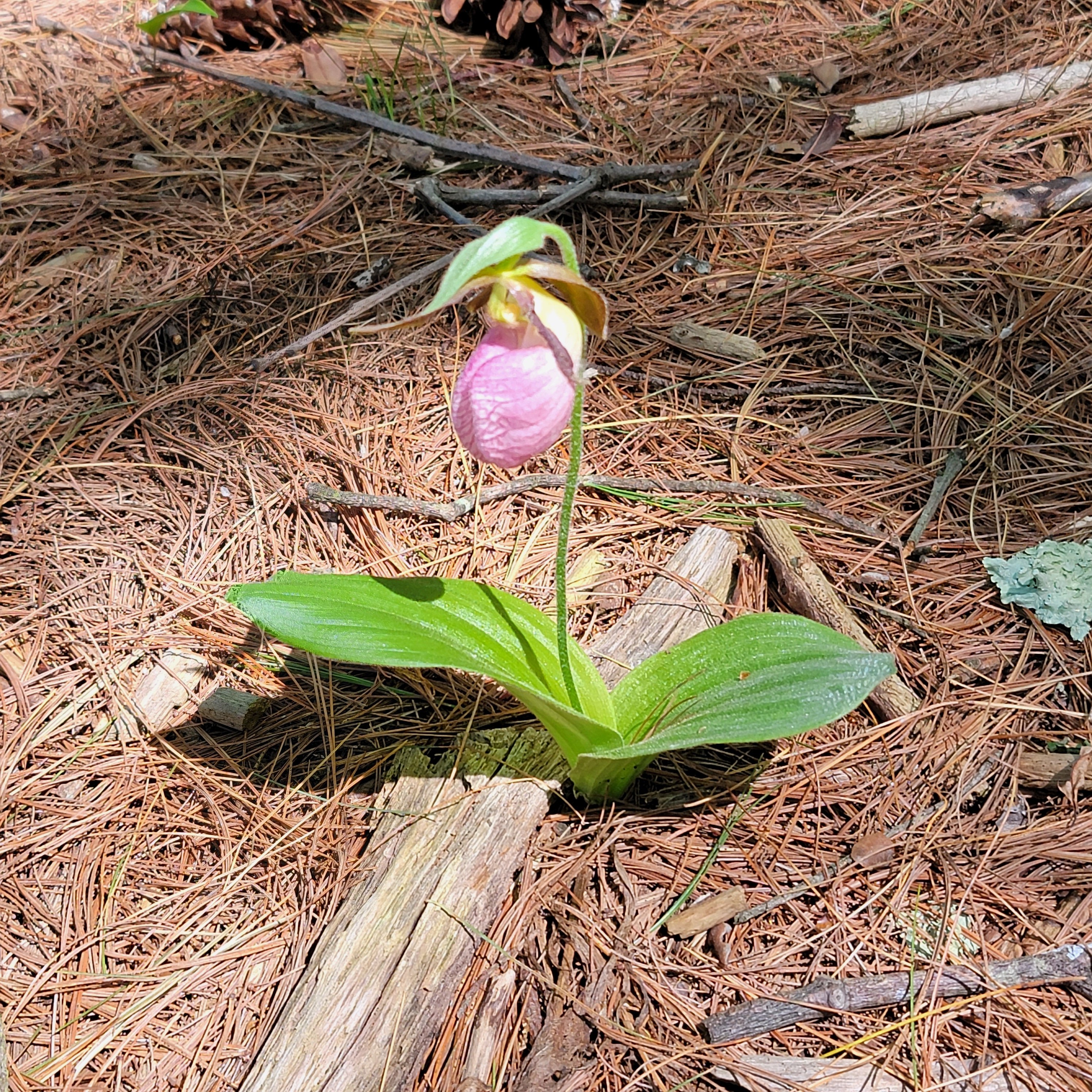 lady_slippers_1.jpg