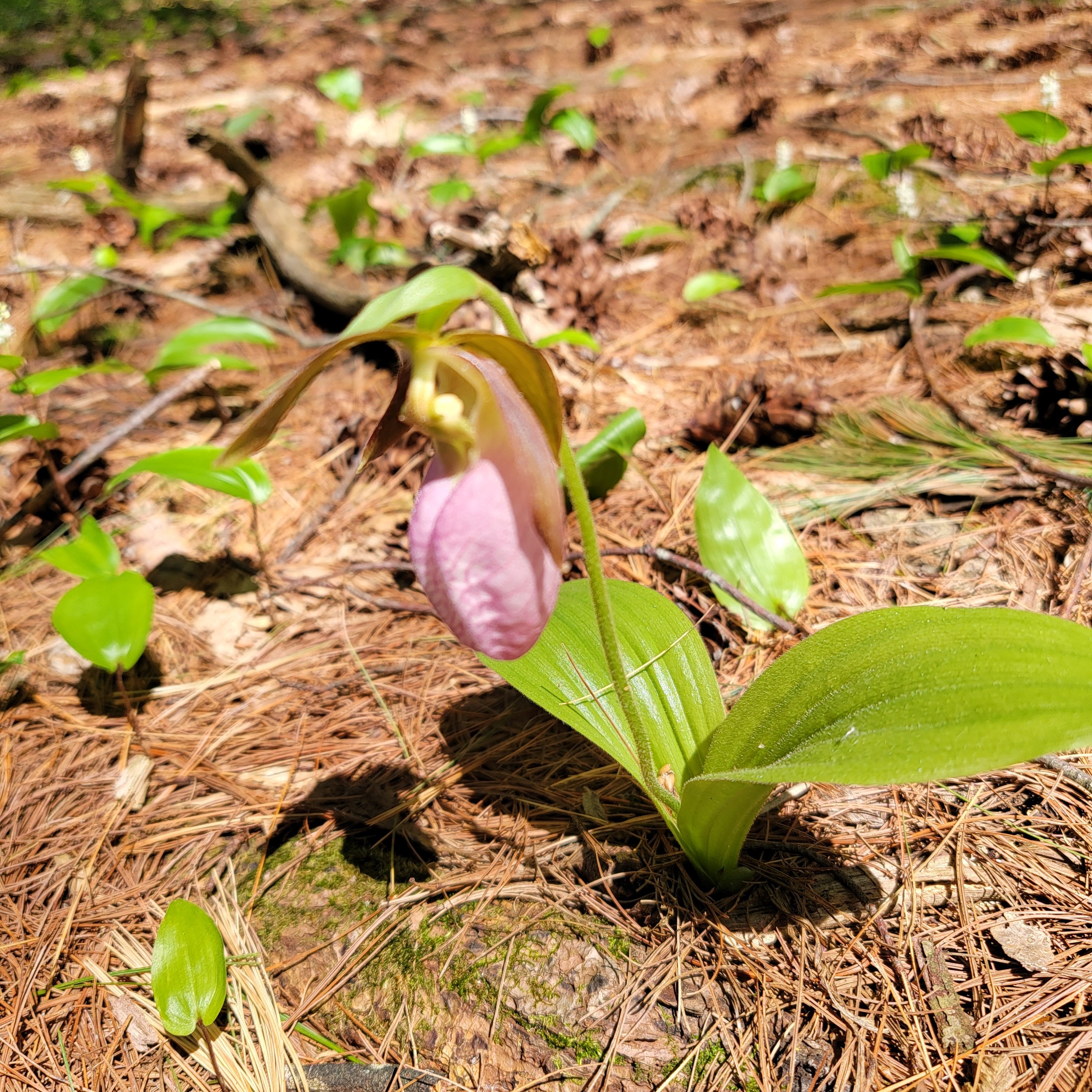 lady_slippers_2.jpg