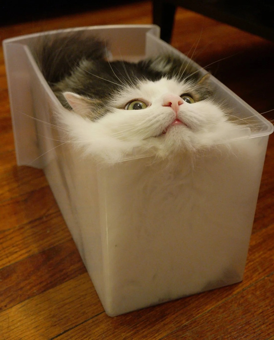 cat.jpg