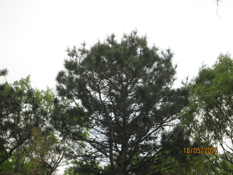 IMG_0765.JPG