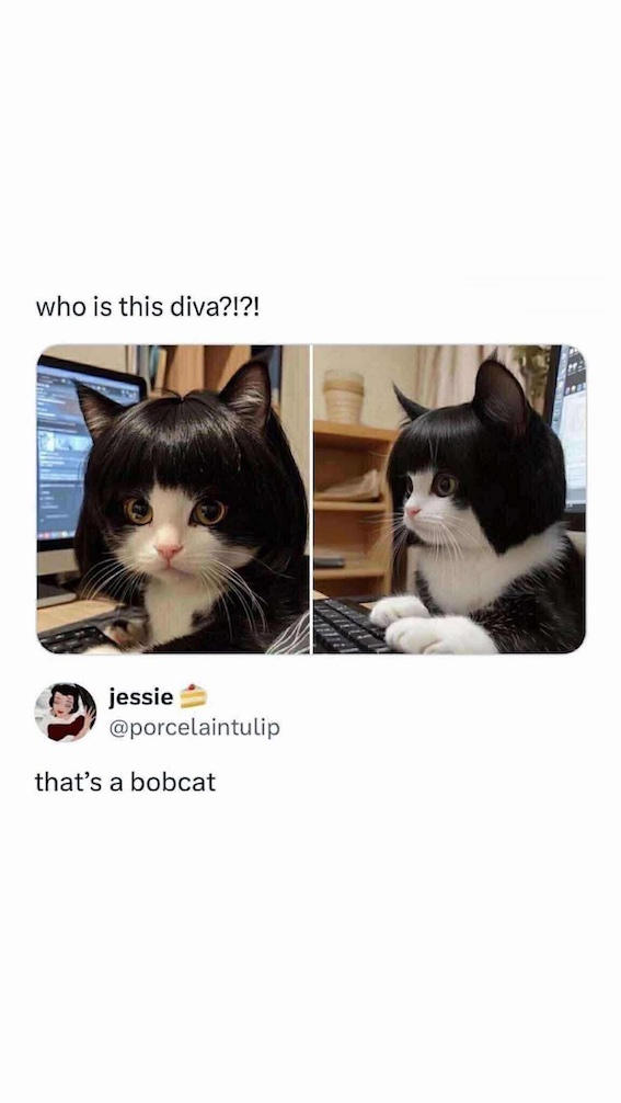 bobcat10.jpg