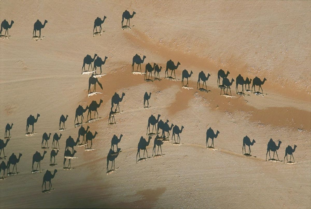 camelshadows.jpg