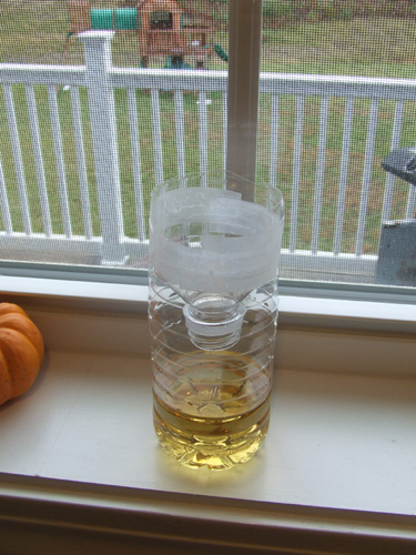 DIY-fruit-fly-trap.jpg