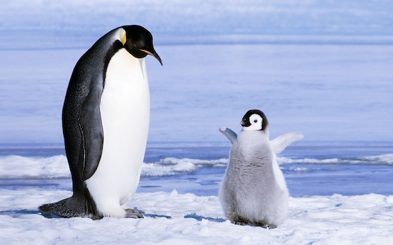 Pictures-of-Penguin--3145545979.jpeg