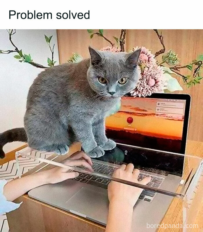 catprobsolved.jpeg