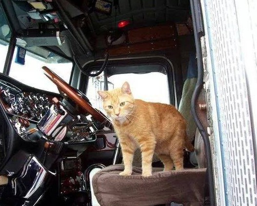cat-at-wheel-e1456872150660-1325645551.jpg