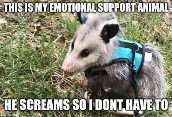 emotionalsupportpossum.jpg