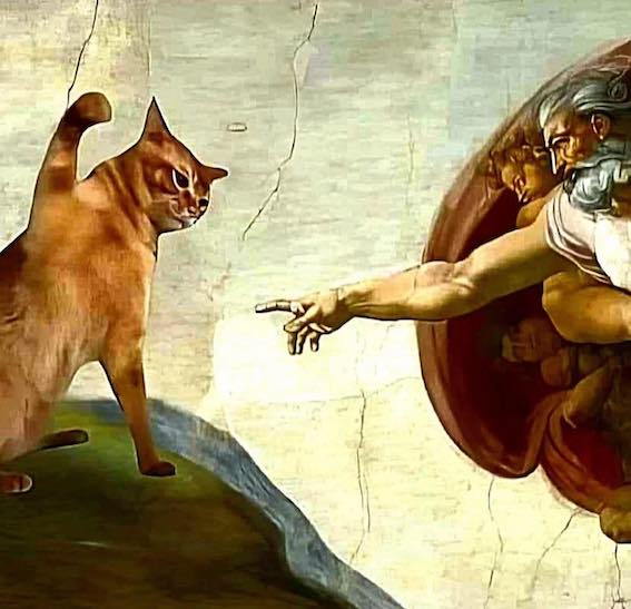 touchcat.jpg