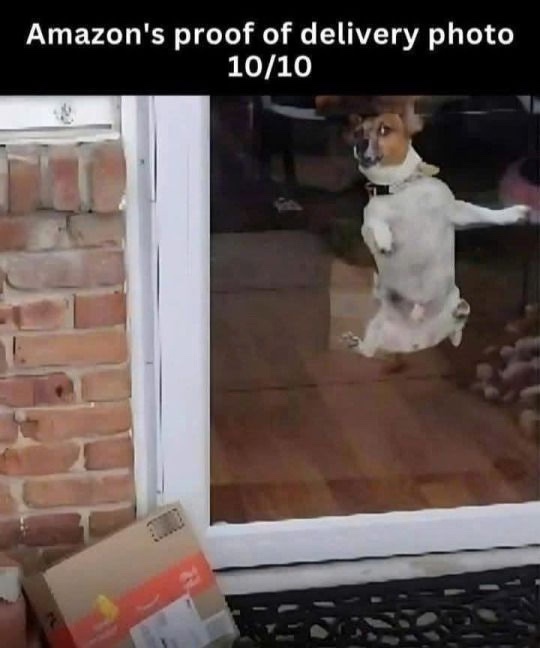 proof doggie.jpg