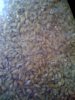 grain2.jpg