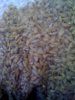 grain3.jpg