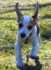 jello-the-beagle-mix-3_70254_2013-06-23_w450.jpg