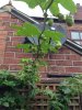 image-4232211366.jpg