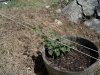 05-18-10 Hops1.jpg