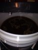 ImageUploadedByHome Brew1393547255.247367.jpg