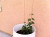 ImageUploadedByHome Brew1400542968.760557.jpg