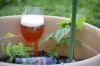 ImageUploadedByHome Brew1400590843.119353.jpg