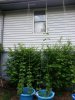 20140520_173250.jpg