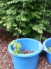 20140520_173220.jpg