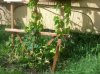 ImageUploadedByHome Brew1400653465.760543.jpg