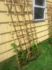 ImageUploadedByHome Brew1400653503.926593.jpg