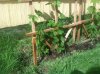 ImageUploadedByHome Brew1400653537.061833.jpg