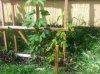 ImageUploadedByHome Brew1400653584.848400.jpg