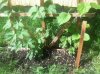ImageUploadedByHome Brew1400653773.681539.jpg