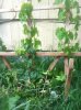 ImageUploadedByHome Brew1400653805.660509.jpg