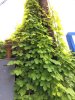 ImageUploadedByHome Brew1400698856.550531.jpg