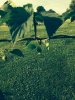 ImageUploadedByHome Brew1400934397.986473.jpg