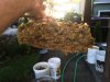 ImageUploadedByHome Brew1402353439.960694.jpg ImageUploadedByHome Brew1402353439.960694.jpg