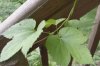 ImageUploadedByHome Brew1403007182.417529.jpg