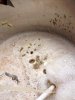 ImageUploadedByHome Brew1404174159.289909.jpg
