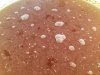 ImageUploadedByHome Brew1405178138.223435.jpg