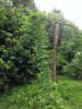 ImageUploadedByHome Brew1405457237.212743.jpg