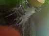 ImageUploadedByHome Brew1405462994.337719.jpg