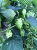 ImageUploadedByHome Brew1406421899.405464.jpg ImageUploadedByHome Brew1406421899.405464.jpg